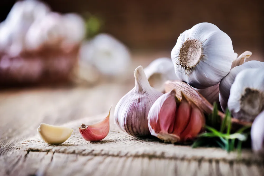 Garlic is a versatile plant that counts as an herb, a spice, and a vegetable. (Krasula/Shutterstock)