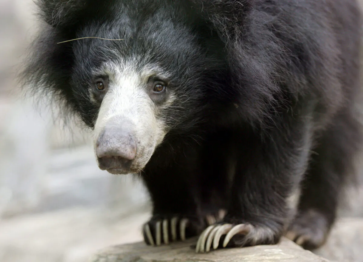 File photo of a sloth bear. (Molly Riley/Reuters)