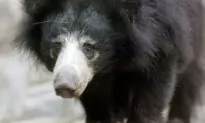3 Bears Die of Cold in Plane Grounded at Belgium Airport
