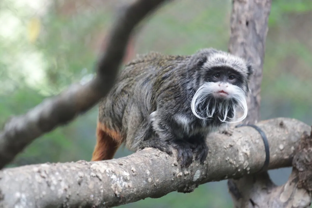 An emperor tamarins that lives at the zoo in a file photo. (Dallas Zoo via AP)