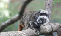 2 Monkeys Taken From Dallas Zoo in Latest Suspicious Event