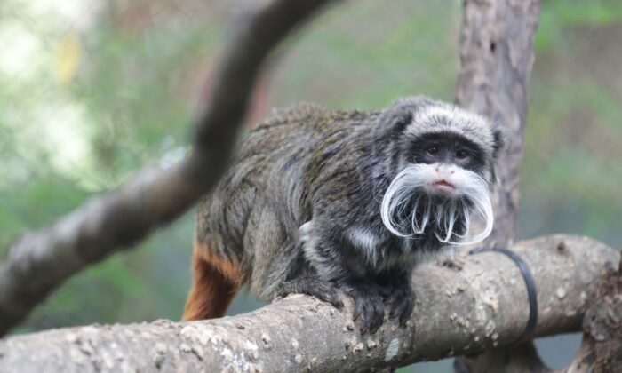 An emperor tamarins that lives at the zoo in a file photo. (Dallas Zoo via AP)