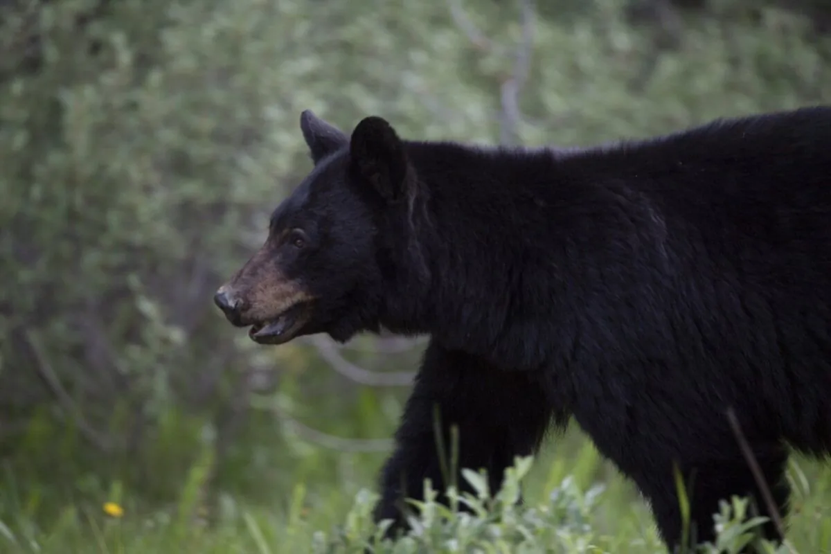 A black bear is seen near Lake Louise, Alta., in June 2020. (The Canadian Press/Jonathan Hayward)