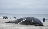 Stranded Humpback Whale Dies on Long Island Beach