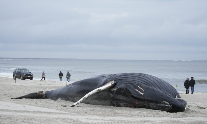 People walk down the beach to take a look at a dead whale in Lido Beach, N.Y., on Jan. 31, 2023. (Seth Wenig/AP Photo)