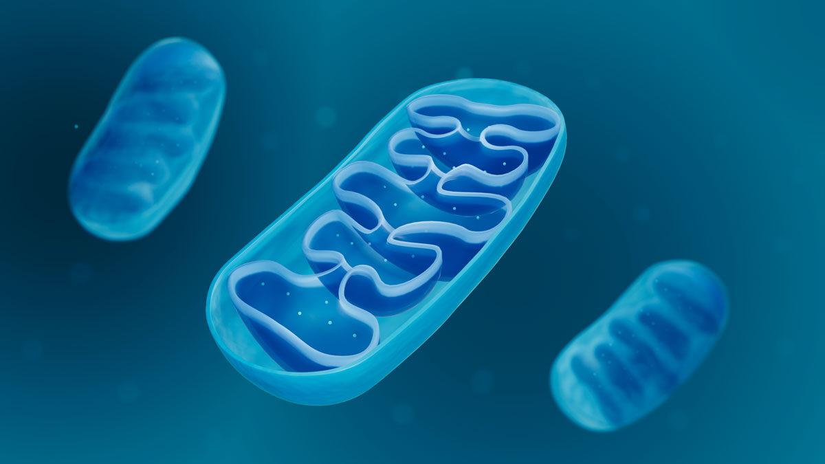 NextImg:Many Diseases Might Be Caused by Mitochondrial Dysfunction, 4 Ways to Prevent