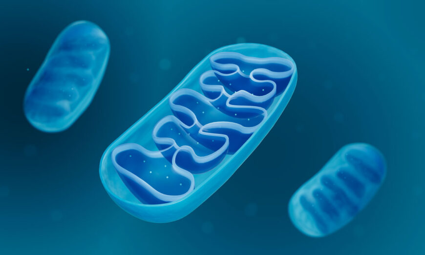Mitochondria have a double-membrane structure. (ART-ur/Shutterstock)