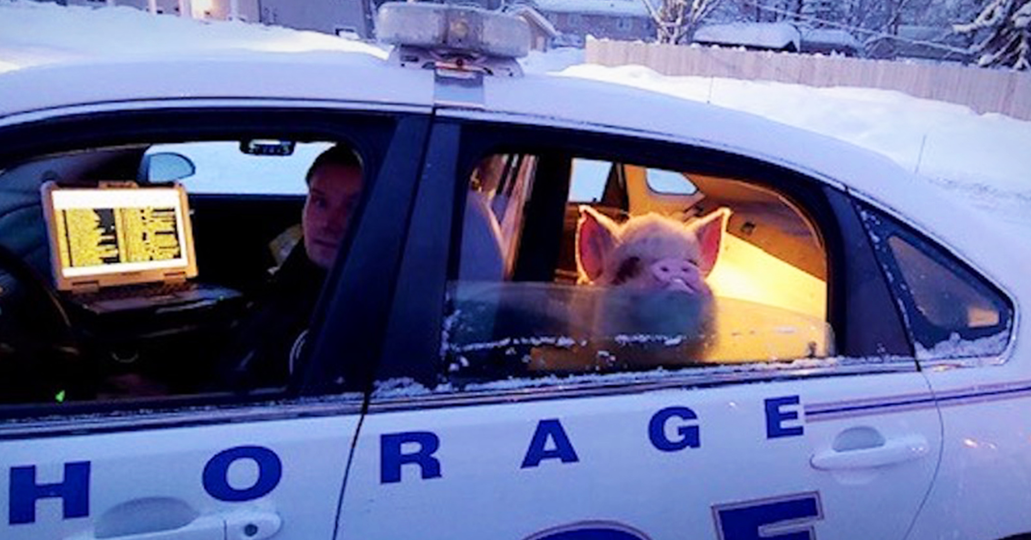 NextImg:Alaska police give pig who ‘looked cold’ a ride home after call from a concerned citizen