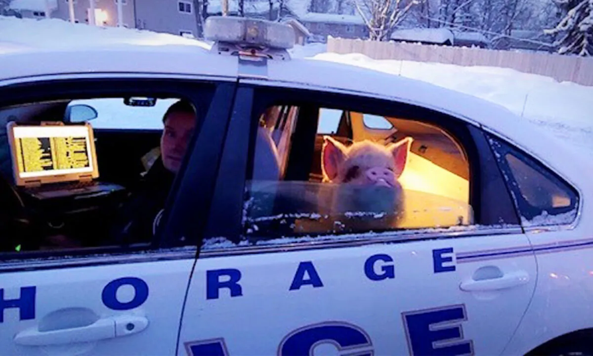(Courtesy of Anchorage Police Department)