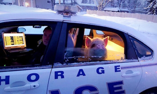 Alaska Police Give Pig Who ‘Looked Cold’ a Ride Home After Call From a Concerned Citizen