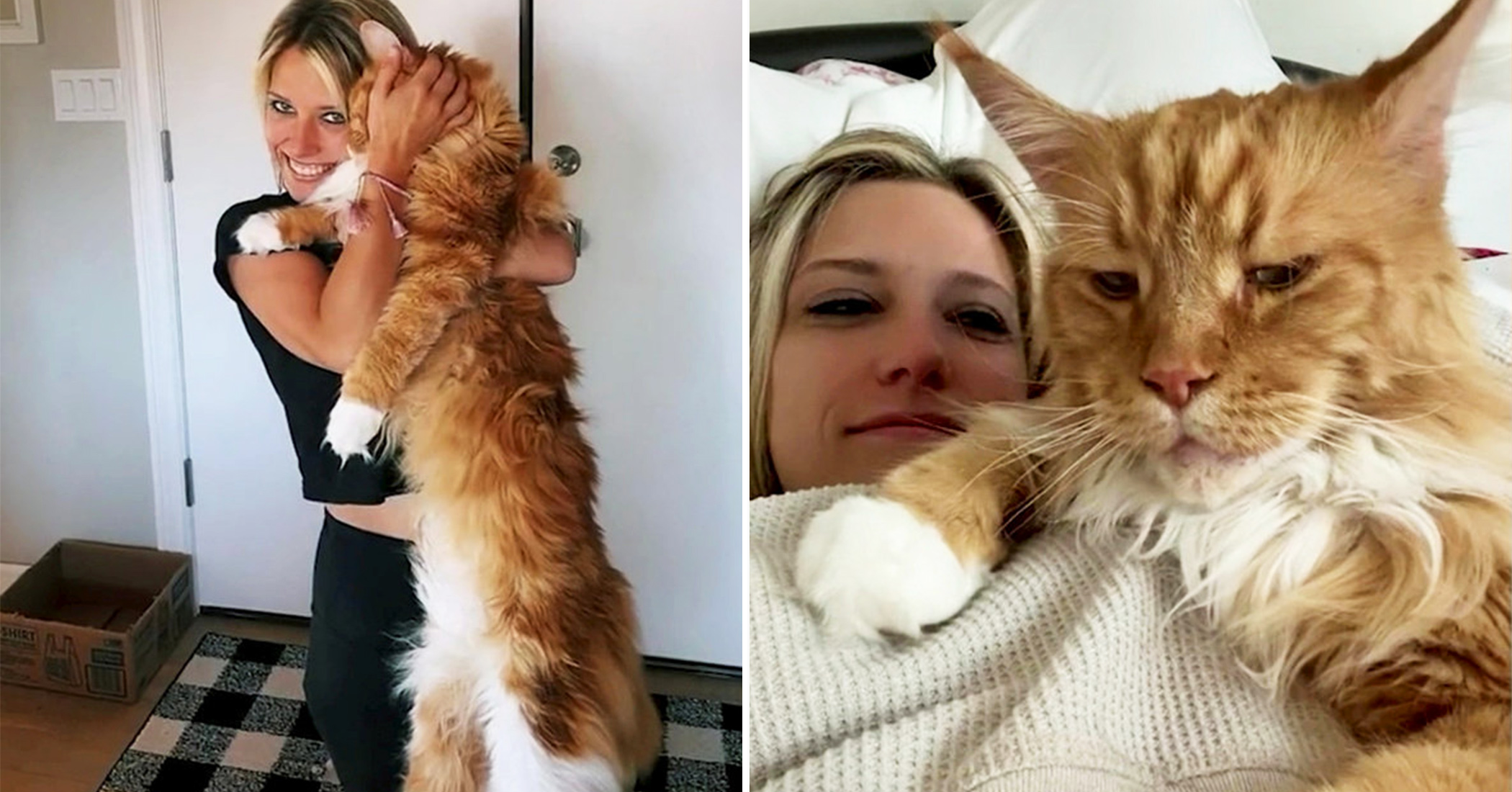 NextImg:This giant Maine Coon is so big it's already the average height of a 9-year-old kid