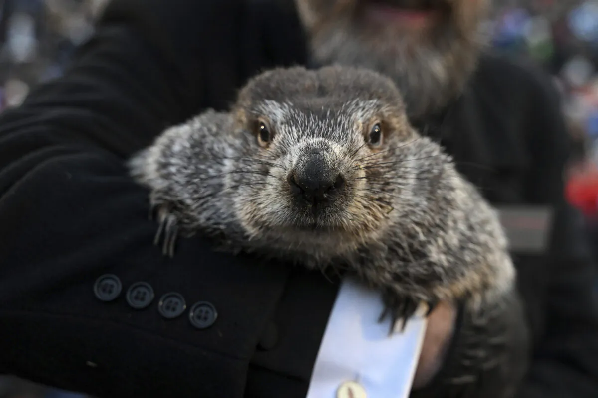 Groundhog Club handler A.J. Dereume holds Punxsutawney Phil, the weather prognosticating groundhog, during the 137th celebration of Groundhog Day on Gobbler's Knob in Punxsutawney, Pa., on Feb. 2, 2023. (Barry Reeger/AP Photo)