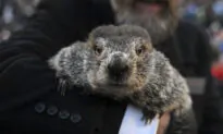 Phil’s Groundhog Day Prediction: 6 More Weeks of Winter