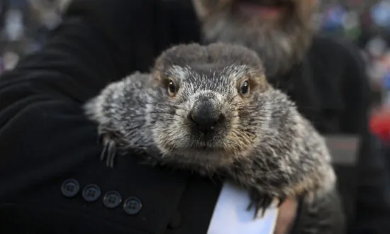 Phil’s Groundhog Day Prediction: 6 More Weeks of Winter