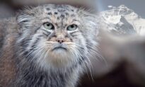 2 Rare Pallas’s Cats Found Somehow Living on Mount Everest—And Their ‘Grumpy’ Look Is Still Adorable