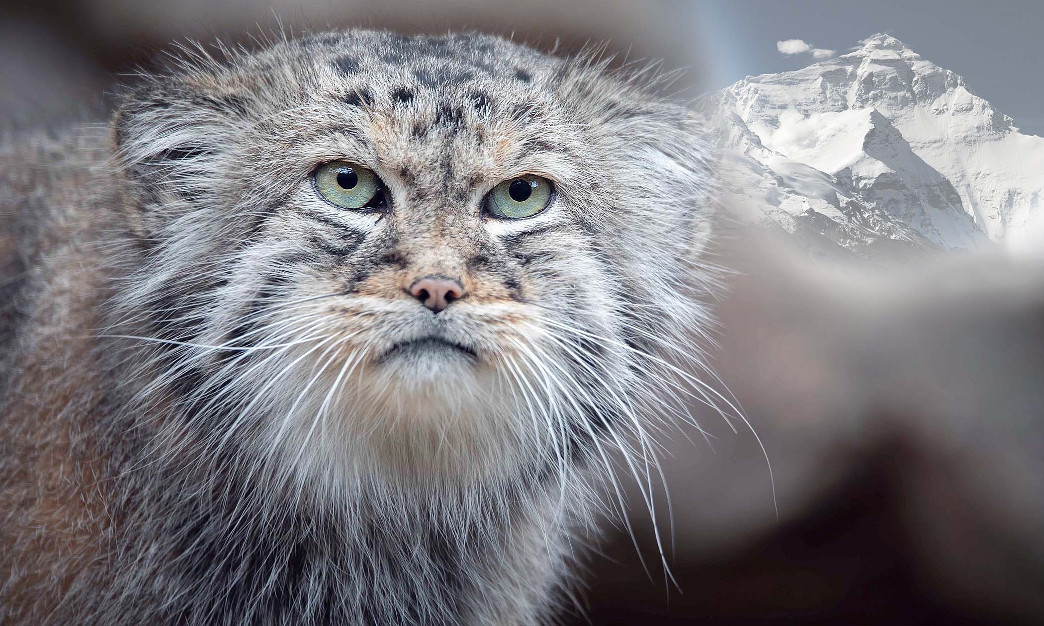 The Pallas's Cat Is the Original Grumpy Wildcat