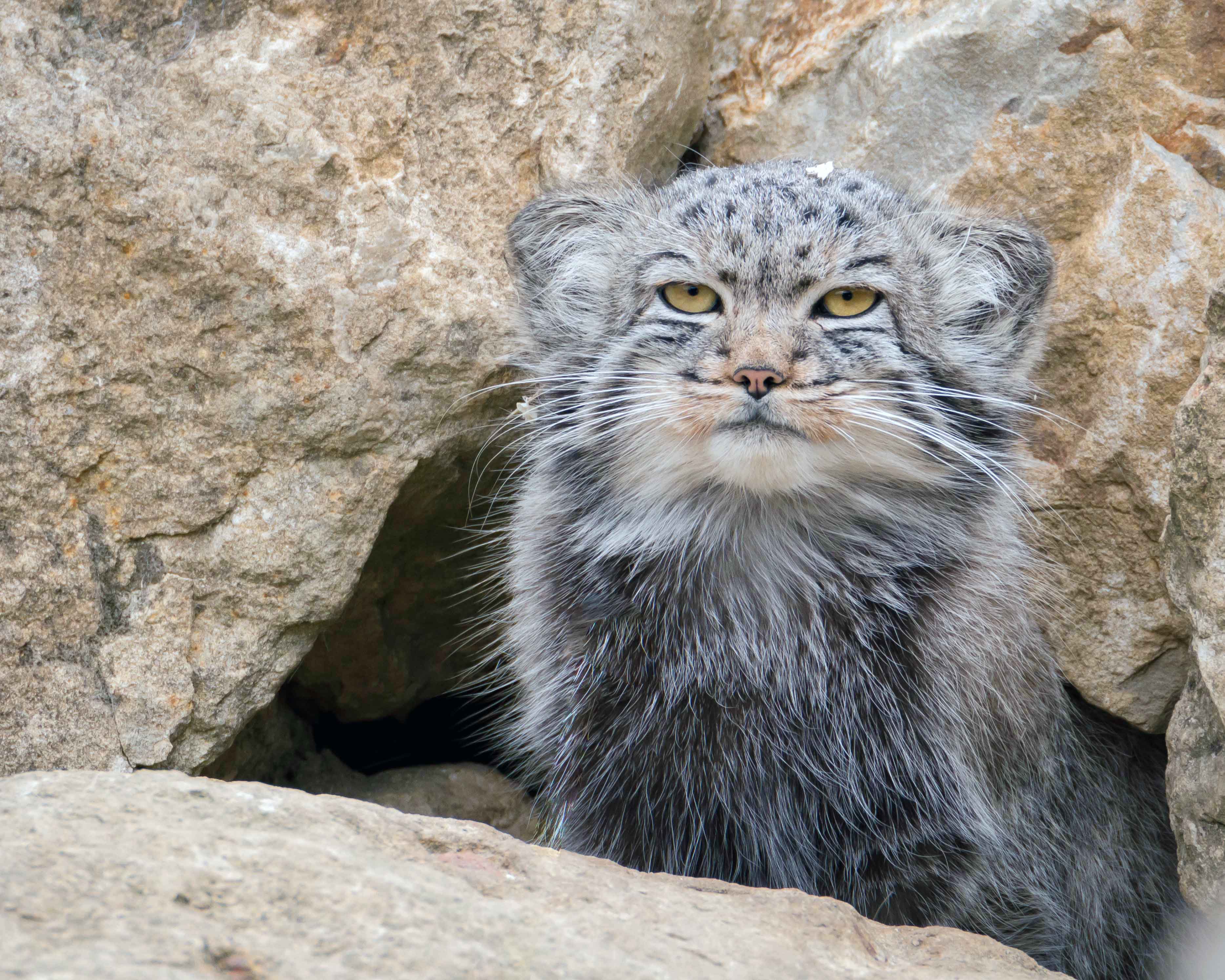 2 Rare Pallas's Cats Found Somehow Living on Mount Everest—And Their  'Grumpy' Looks Are Adorable