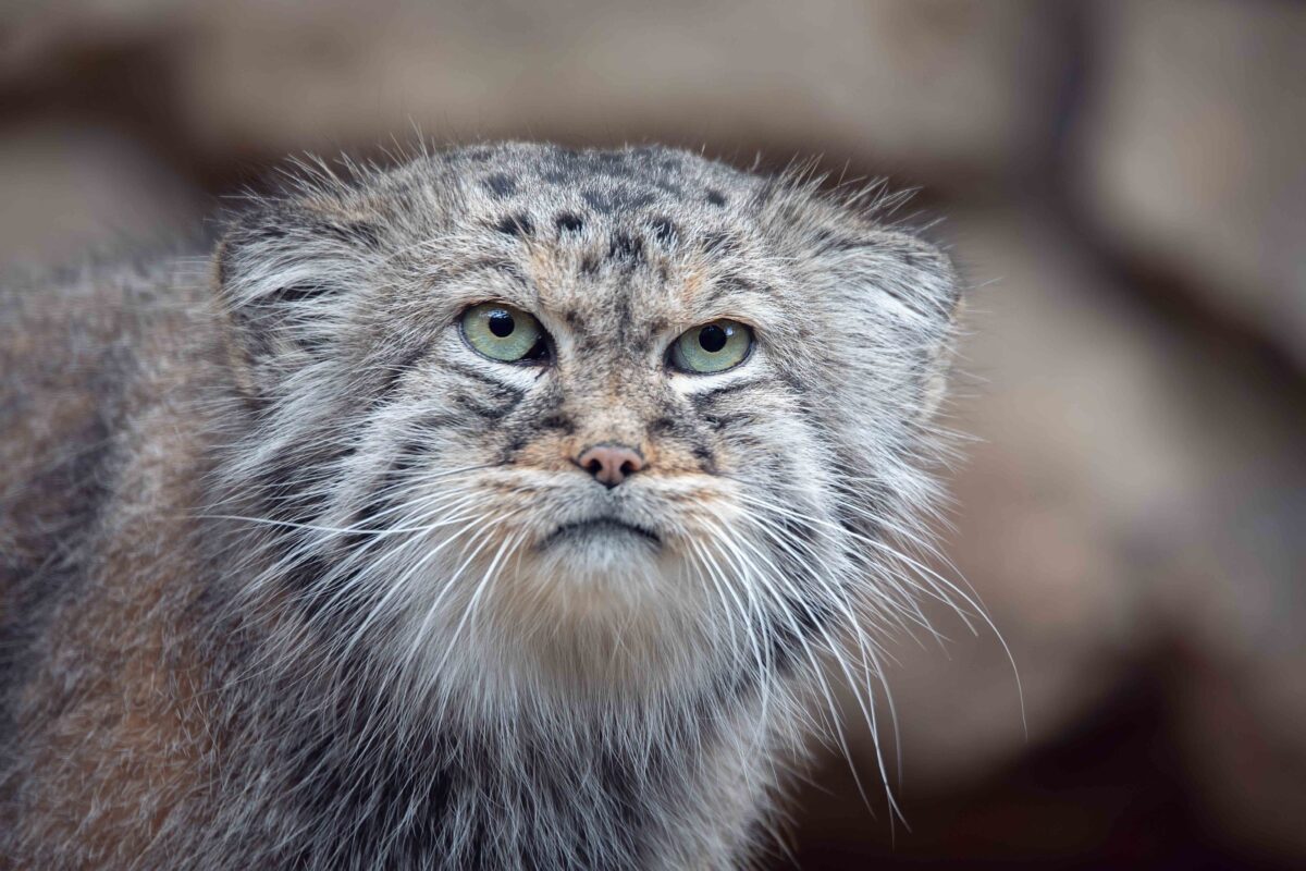 2 Rare Pallas’s Cats Found Somehow Living on Mount Everest—And Their ...