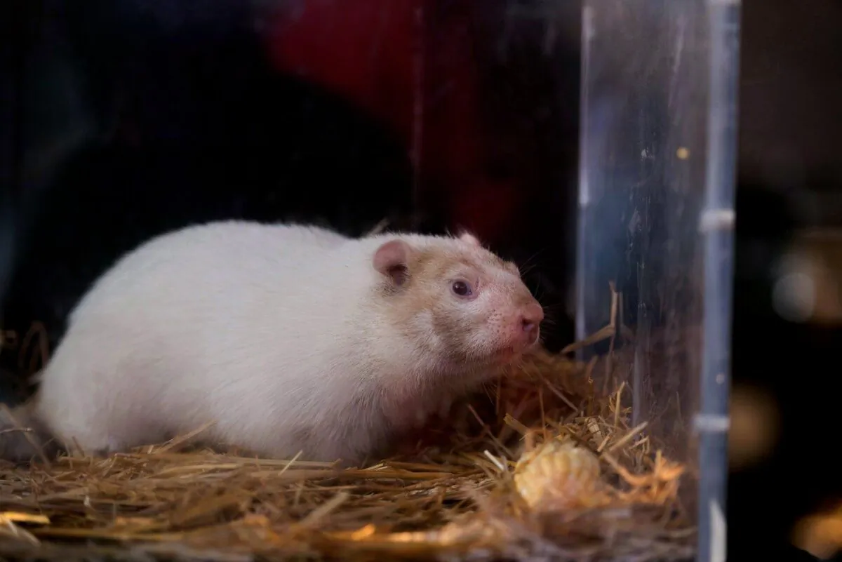 Wiarton Willie sits in his cage in Wiarton, Ont., on Feb. 2, 2018. (The Canadian Press/Hannah Yoon)