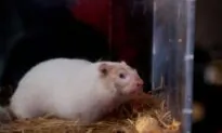 Groundhog Day: Willie and Sam at Odds Over Spring’s Arrival