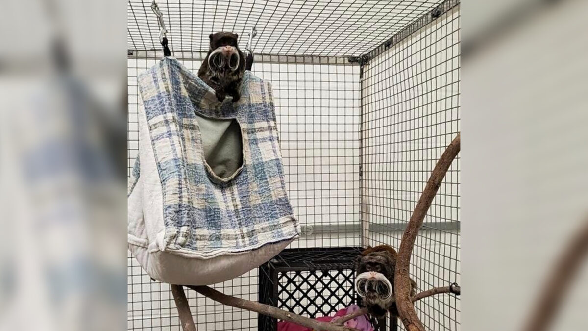 NextImg:A Real Zoodunit: Monkeys Found but Mystery Deepens in Dallas