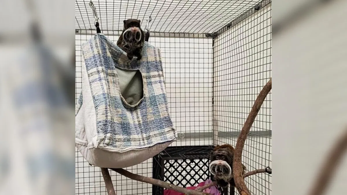 Emperor tamarin monkeys Bella and Finn at the Dallas Zoo on  Feb. 1, 2023. (Dallas Zoo via AP)