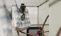 A Real Zoodunit: Monkeys Found but Mystery Deepens in Dallas