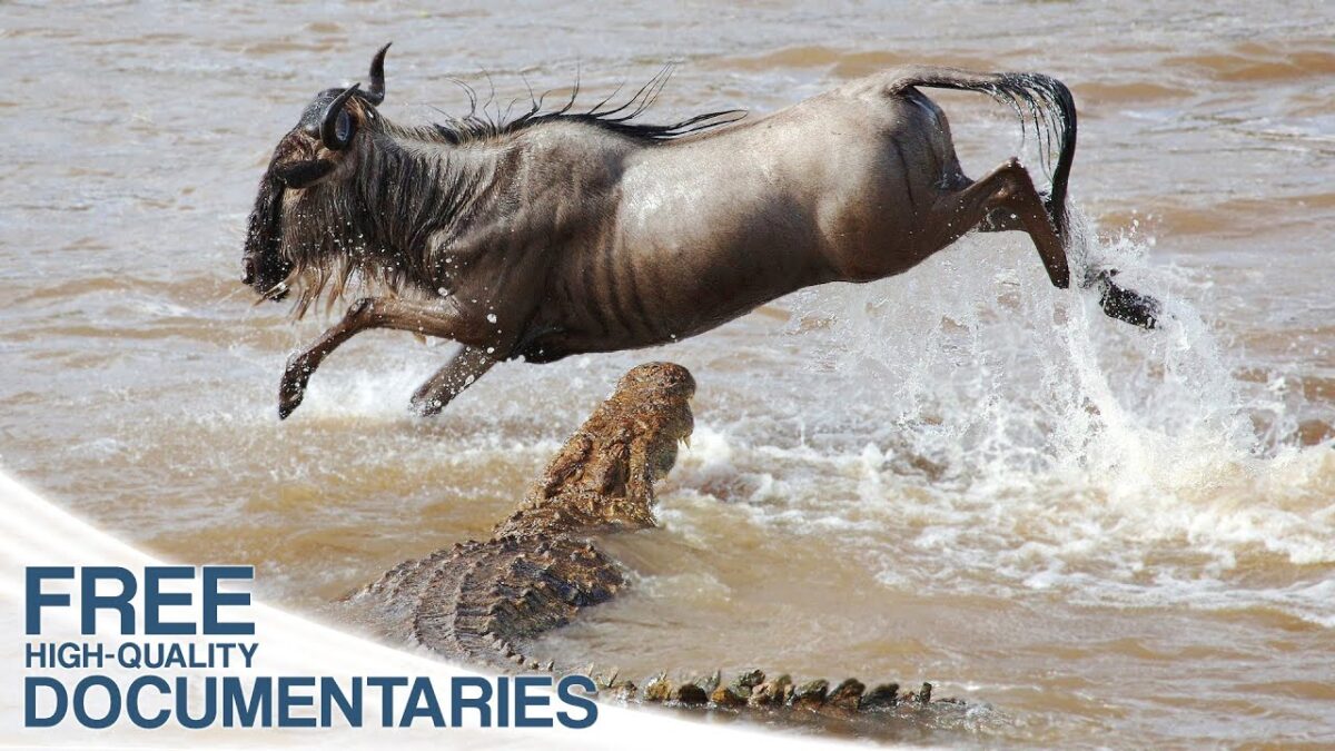 NextImg:Hunting and Being Hunted in Kenya's Masai Mara