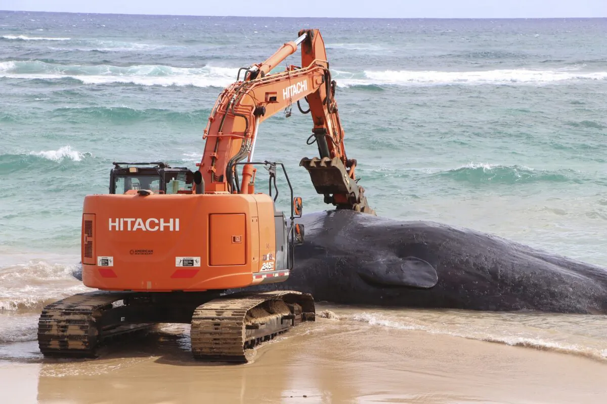 An excavator provided by Kauai County makes numerous attempts to free a whale from the shoreline and move it onto Lydgate Beach in Kauai County, Hawaii, on Jan. 28, 2023. (Daniel Dennison/Hawaii Department of Land and Natural Resources via AP)