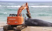 Hawaii Whale Dies With Fishing Nets, Plastic Bags in Stomach