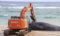 Hawaii Whale Dies With Fishing Nets, Plastic Bags in Stomach