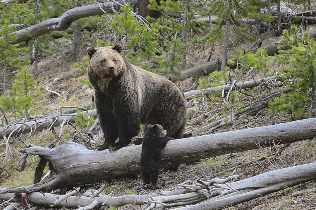 A grizzly bear and a cub along the Gibbon River in Yellowstone National Park, Wyo., on April 29, 2019. (Frank van Manen/The United States Geological Survey via AP)