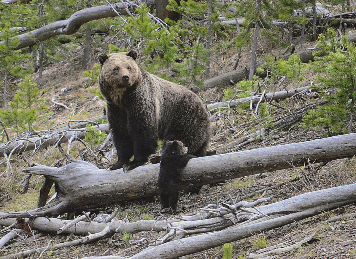 A grizzly bear and a cub along the Gibbon River in Yellowstone National Park, Wyo., on April 29, 2019. (Frank van Manen/The United States Geological Survey via AP)