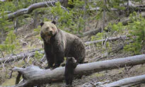 Bears Know the Secret to Preventing Blood Clots