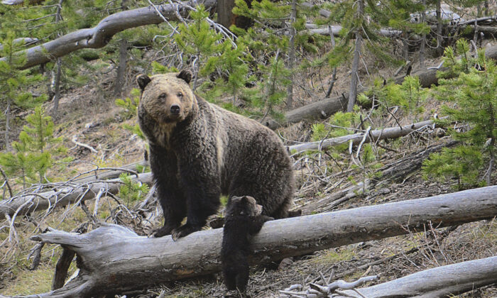 Bears Know the Secret to Preventing Blood Clots