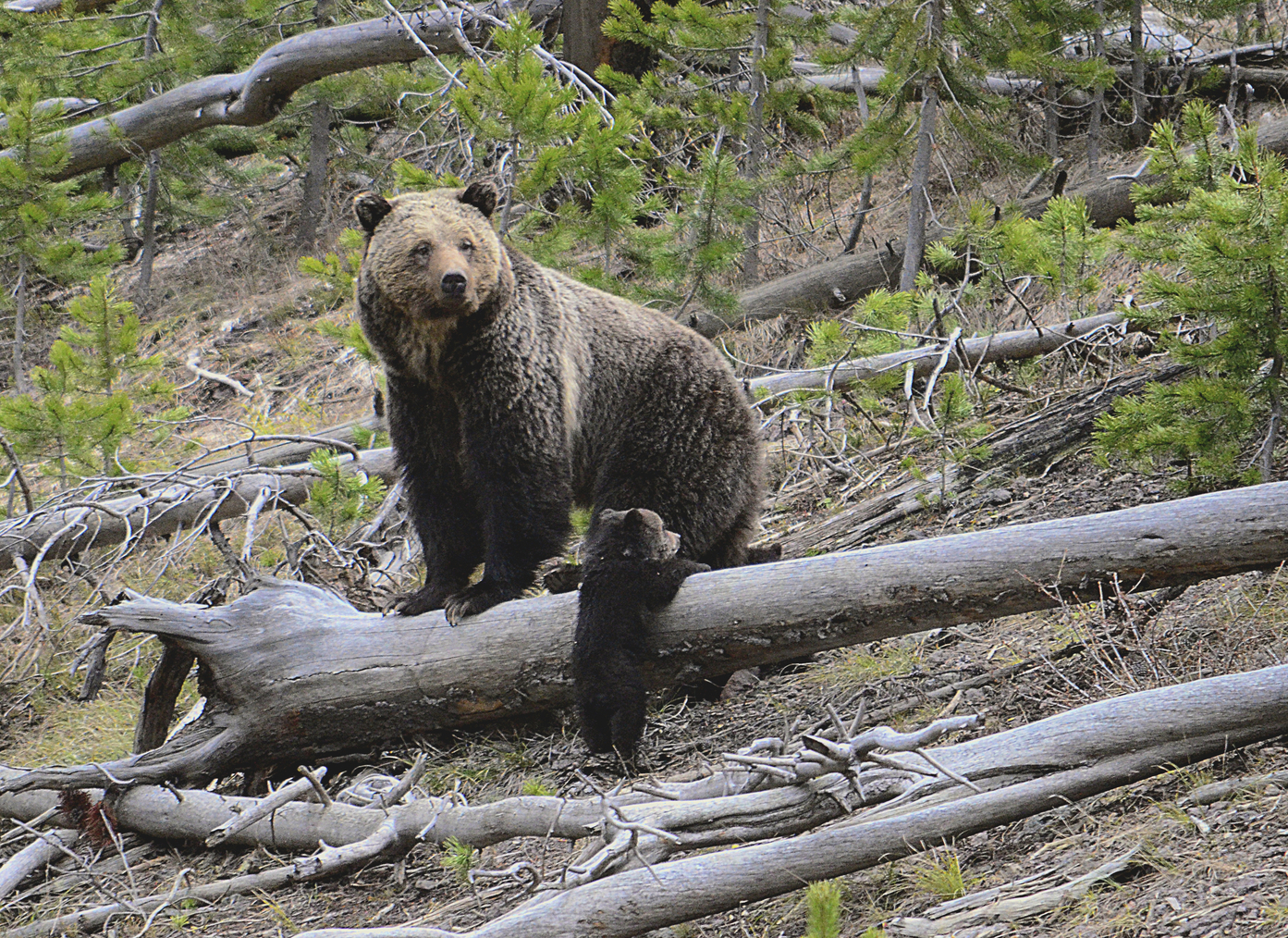 Grizzly Bear Euthanised After It Kills Couple, Their Dog In Canadian  National Park