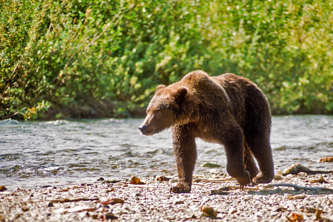 This brown bear is fishing for silver salmon along Rainbow Creek, seen during a Crystal Creek Lodge tour. (Steve Haggerty/TNS)
