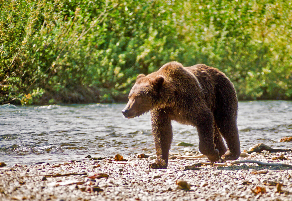 NextImg:Now Is Your Chance to Nab a Permit to Watch McNeil River Bears Feast on Salmon This Summer