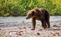 Now Is Your Chance to Nab a Permit to Watch McNeil River Bears Feast on Salmon This Summer