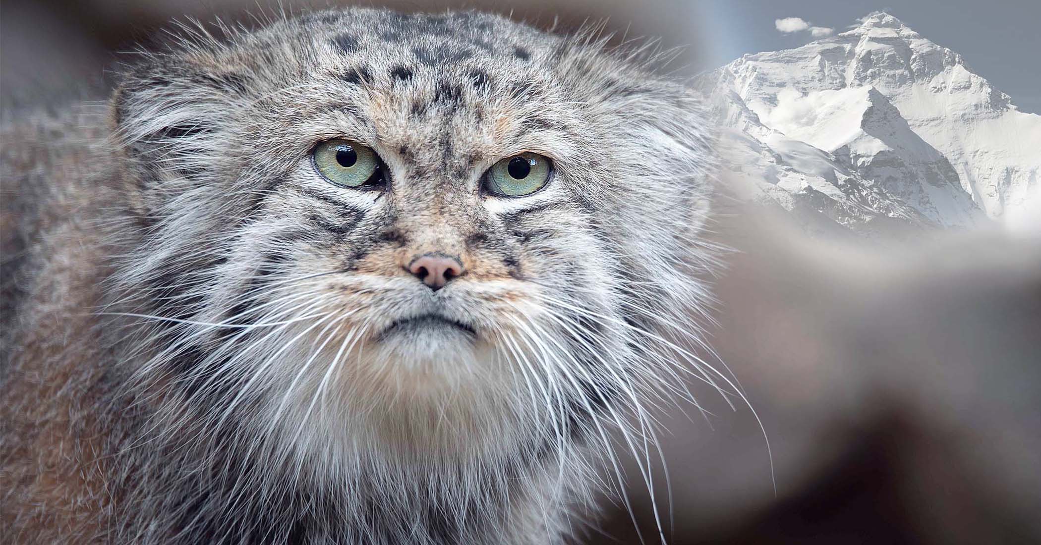 NextImg:2 rare Pallas’s cats found somehow living on Mount Everest—and their 'grumpy' look is still adorable