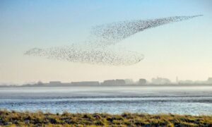 Photographer Snaps Photos of Thousands of Birds Flying in a Formation Resembling Giant Bird