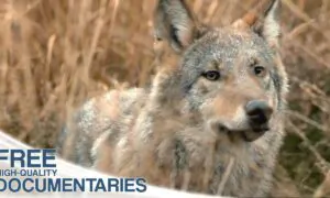 The Return of the Predators