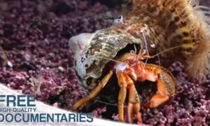 Spectacular Underwater World in the Northwest of France