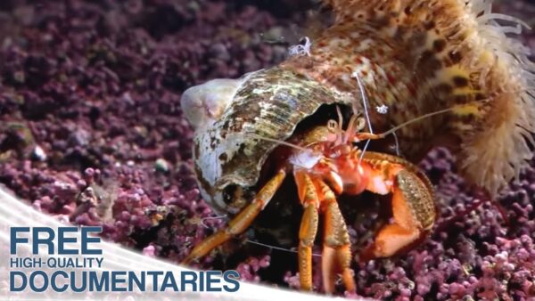 Spectacular Underwater World in the Northwest of France