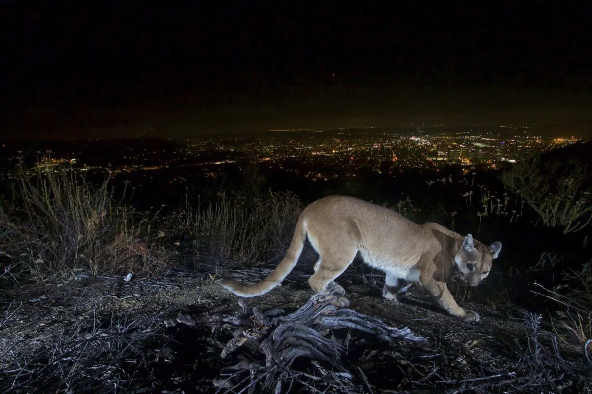 An uncollared adult female mountain lion photographed with a motion sensor camera in the Verdugos Mountains in Los Angeles County, Calif., on July 10, 2016. (U.S. National Park Service via AP)