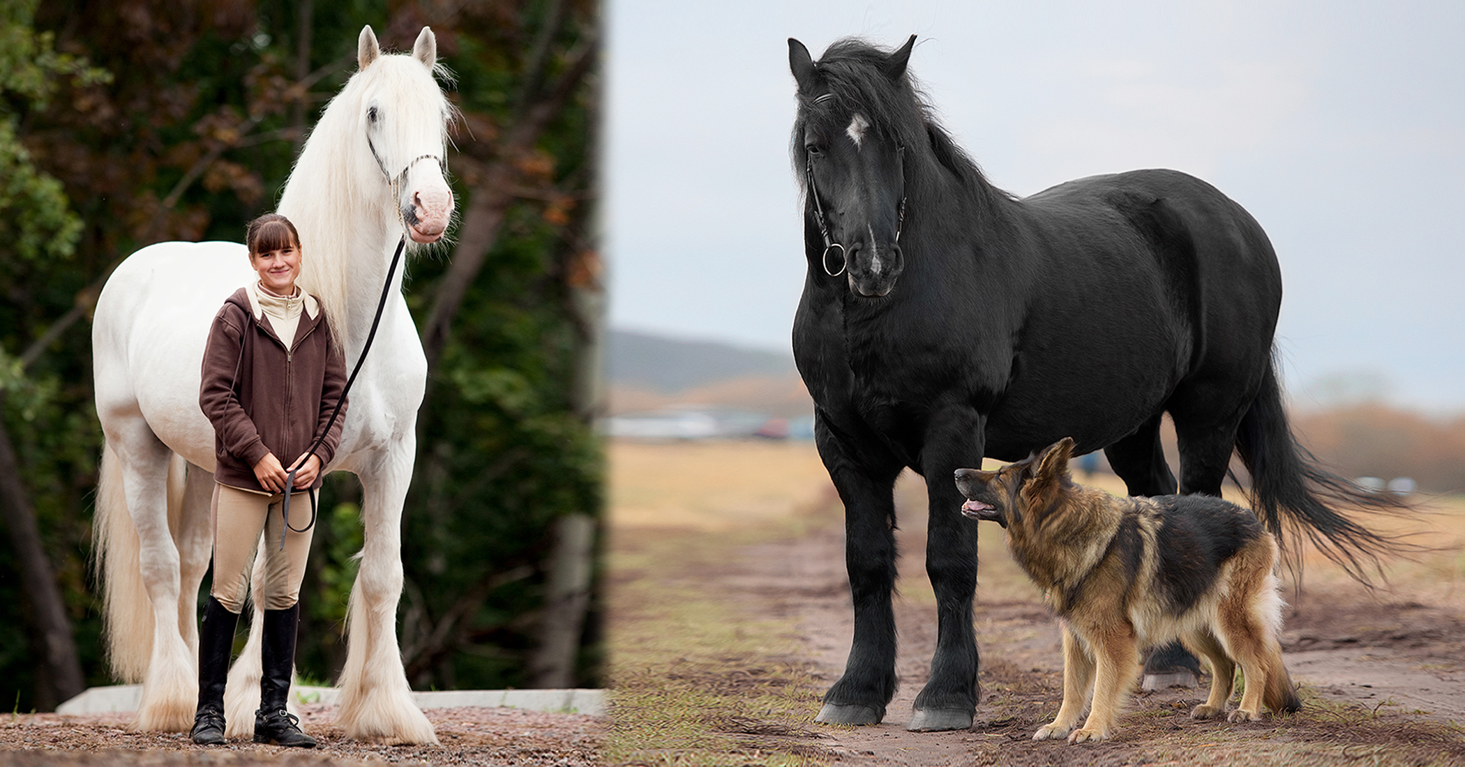 Tallest Horse Breeds 1 Fb 