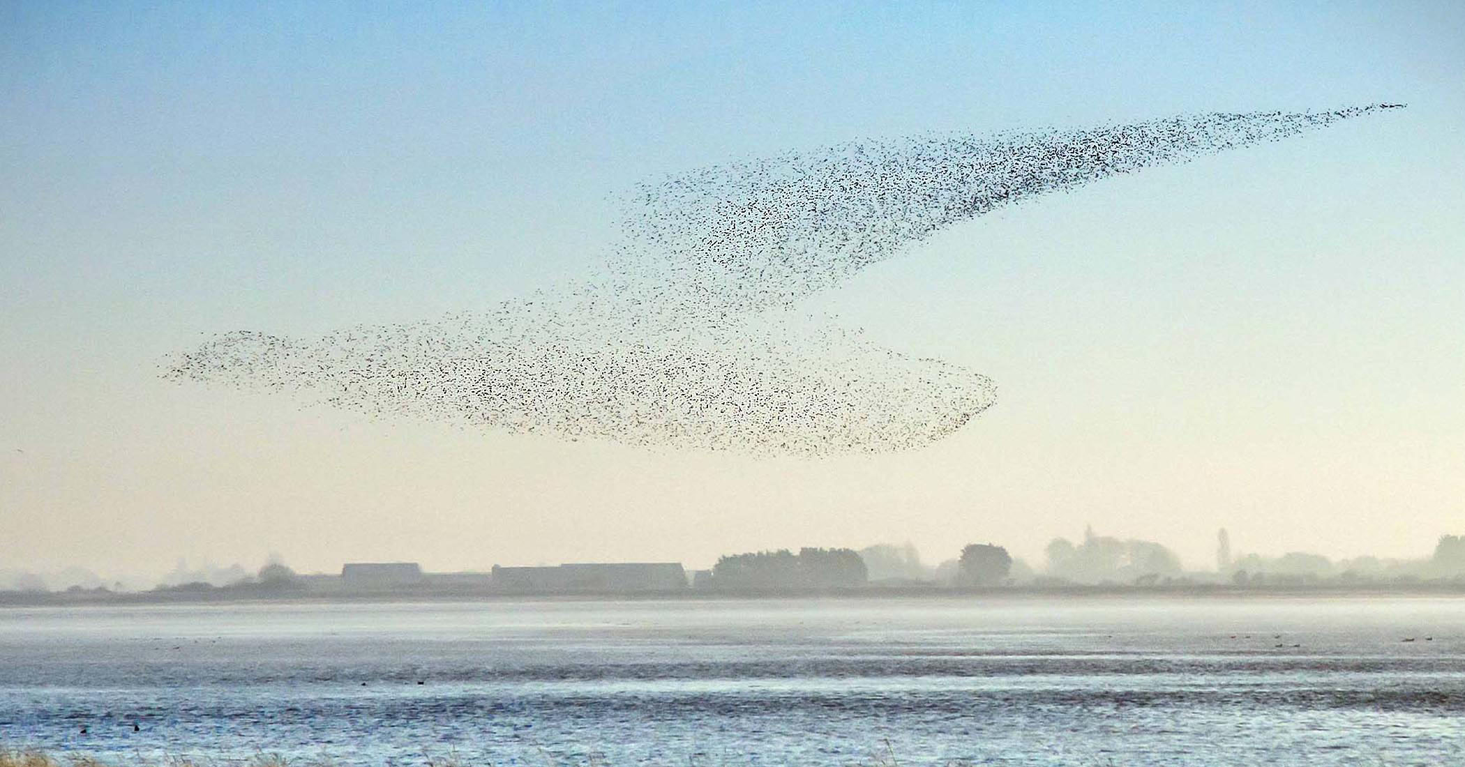 NextImg:Photographer snaps photos of thousands of birds flying in a formation resembling giant bird