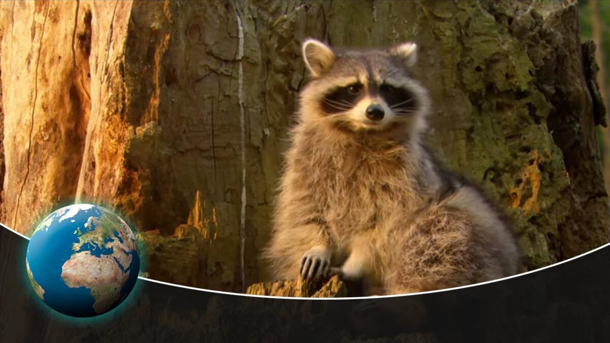 NextImg:Raccoons–Curse or blessing?