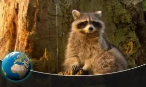 Raccoons–Curse or blessing?