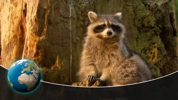 Raccoons–Curse or blessing?